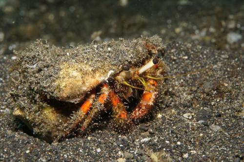 lembeh crab (3)