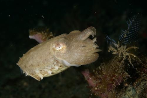 lembeh cuttlefish (2)