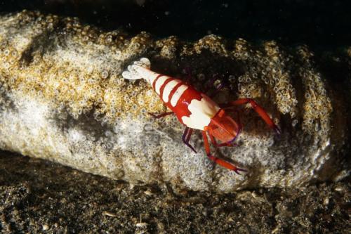 lembeh emporer shrimp