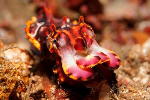 lembeh flamboyant cuttlefish