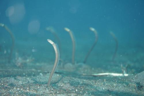 lembeh garden eels