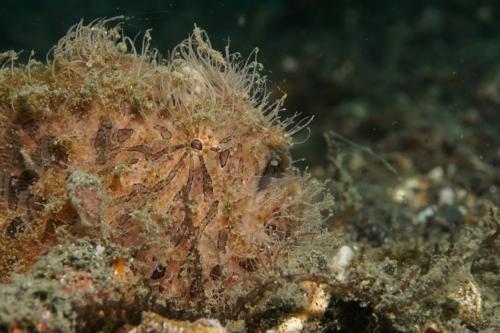 lembeh hairy frogfish 2