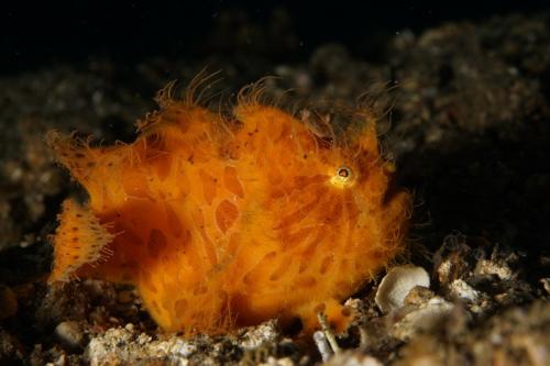 lembeh hairy frogfish