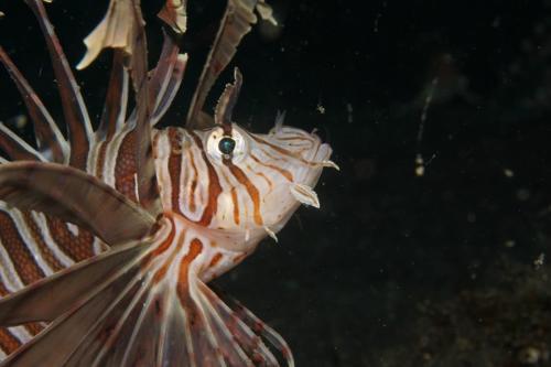 lembeh lionfish
