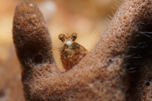 lembeh mantis shrimp coral