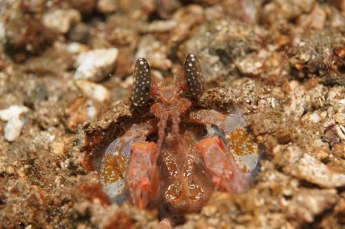 lembeh mantis shrimp in hole