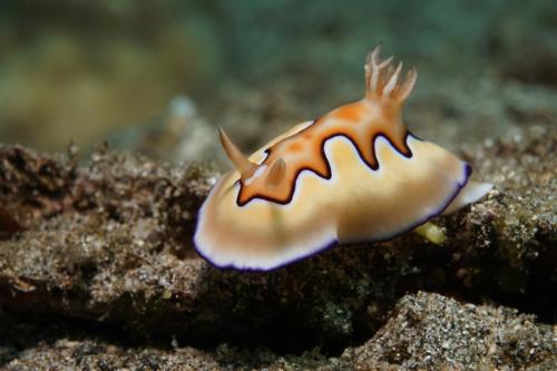 lembeh nudibranch 15