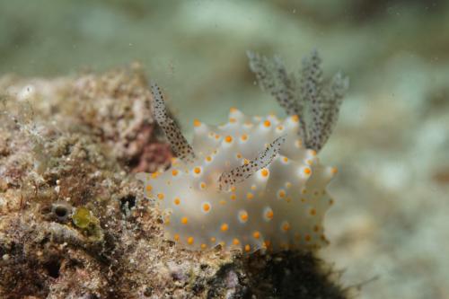lembeh nudibranch 18