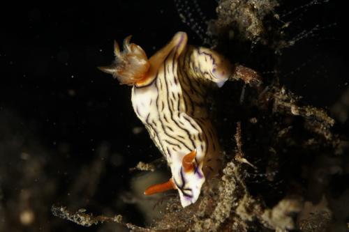 lembeh nudibranch 24