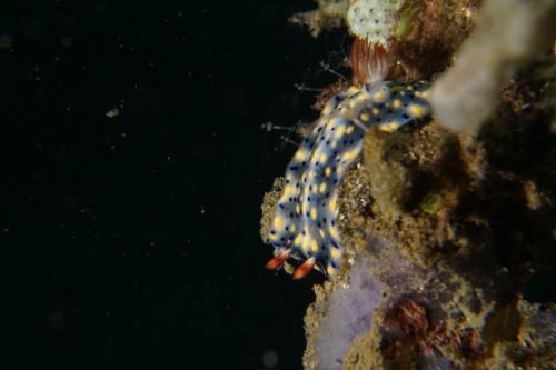 lembeh nudibranch 28