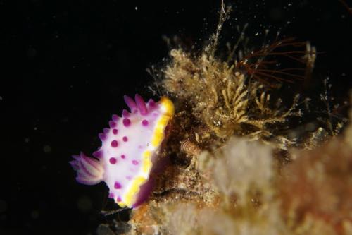 lembeh nudibranch 33