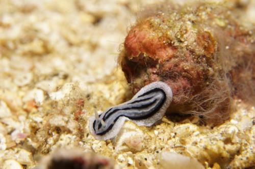 lembeh nudibranch 36