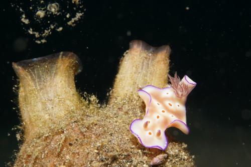 lembeh nudibranch 48