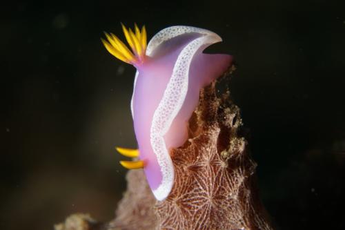 lembeh nudibranch 50