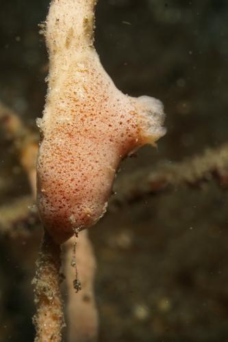 lembeh nudibranch 51
