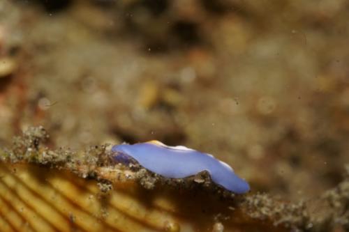 lembeh nudibranch 52