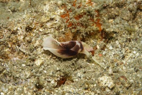 lembeh nudibranch 56