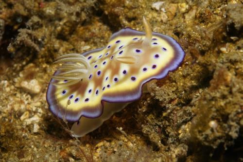 lembeh nudibranch 67