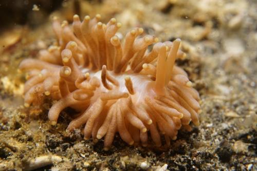 lembeh nudibranch 70