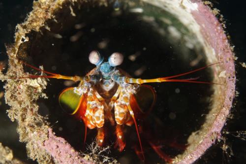 lembeh peacock mantis shrimp tube