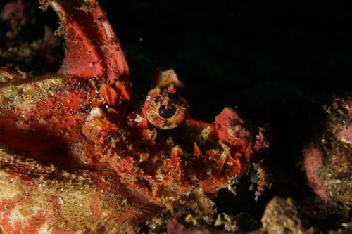 lembeh scorpionfish 1