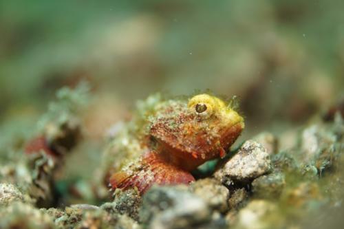 lembeh scorpionfish 2