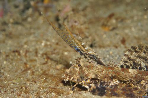 lembeh scorpionfish 3