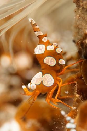 lembeh sexy shrimp