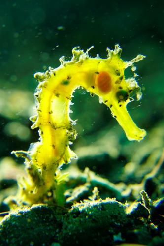 lembeh thorny seahorse backlit