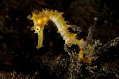 lembeh thorny seahorse juvenile