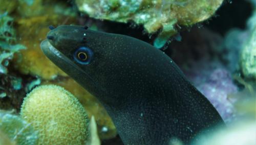 roatan purplemouth moray eel