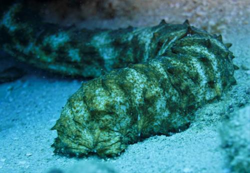 roatan tiger tail sea cucumber