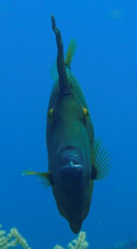 roatan whitespotted filefish 4