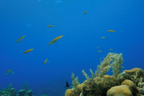 roatan yellow fishies