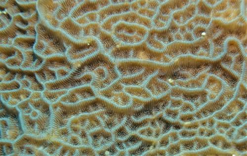 utila coral 1