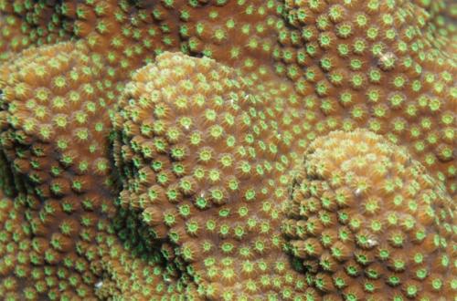 utila coral 3