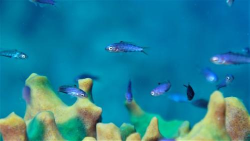 utila honduras blue fish