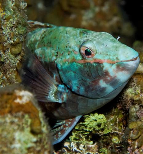 utila honduras parrotfish