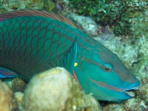 utila parrotfish