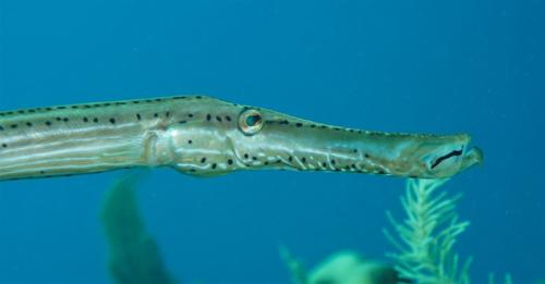 utila trumpetfish 2